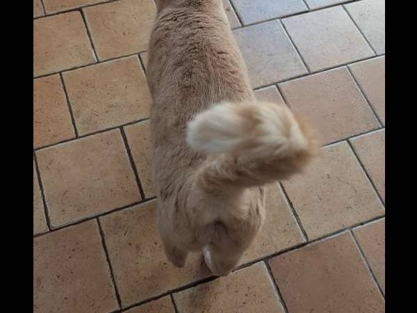 Sous-location / Maison 6 pièces de 140 m², Marseille, Boulevard Piot / Photo 4