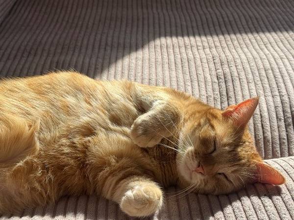 Sous-location / Appartement 3 pièces de 75 m², Villeurbanne, Avenue Roger Salengro / Photo 7