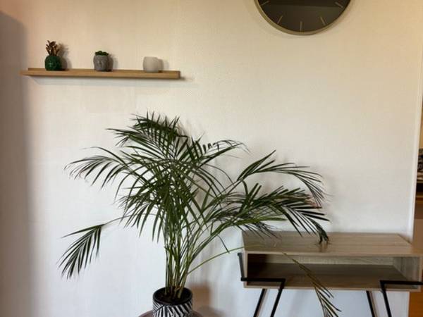 Colocation / Appartement 5 pièces de 81 m², Toulouse, Impasse des Bosquets / Photo 2