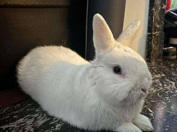 Sous-location / Appartement 3 pièces de 65 m², Courbevoie, Rue de Bezons / Photo 20