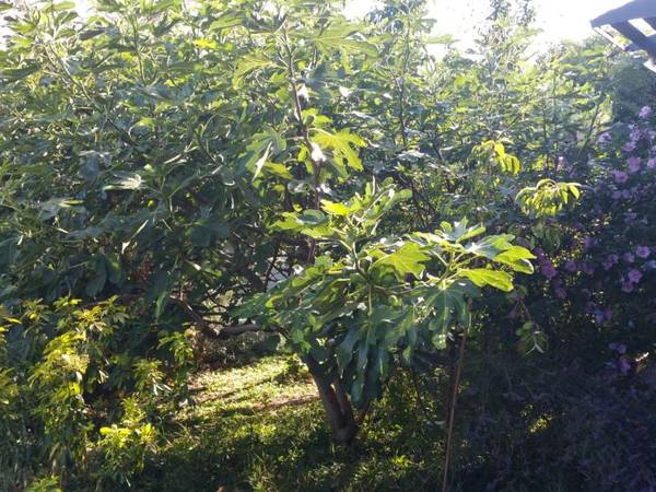 Chambre chez l'habitant / Maison 5 pièces de 75 m², Villejuif, Sentier de la Commune / Photo 7