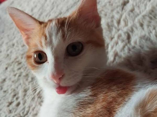 Colocation / Appartement 3 pièces de 55 m², Lyon, Rue de la Vieille / Photo 9