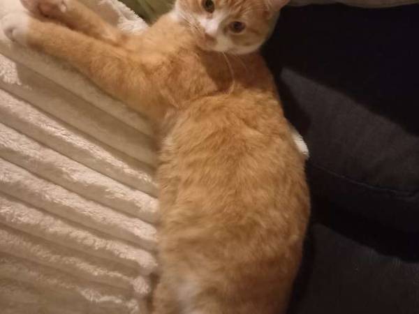 Colocation / Maison 9 pièces de 200 m², Nantes, Rue du Chanoine Poupard / Photo 11