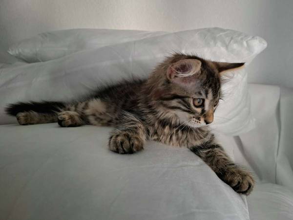 Sous-location / Appartement 4 pièces de 75 m², Lausanne, Avenue de Beaulieu / Photo 9