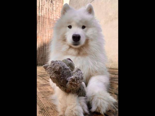 Colocation / Maison 4 pièces de 85 m², Sèvres, Rue Montaigne / Photo 10