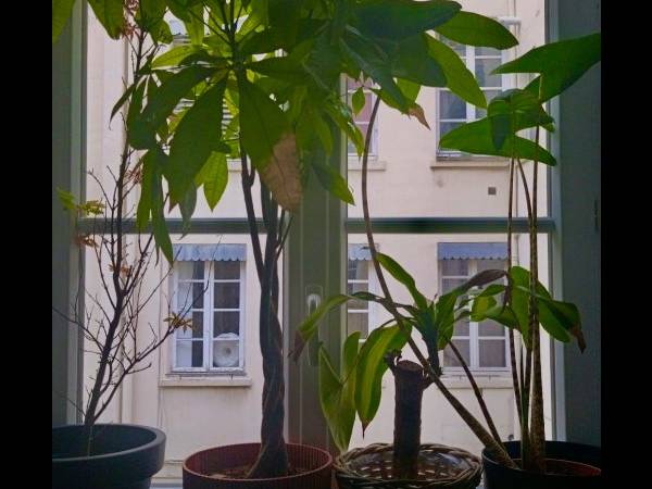 Colocation / Appartement 4 pièces de 55 m², Lyon, Rue Bugeaud / Photo 16