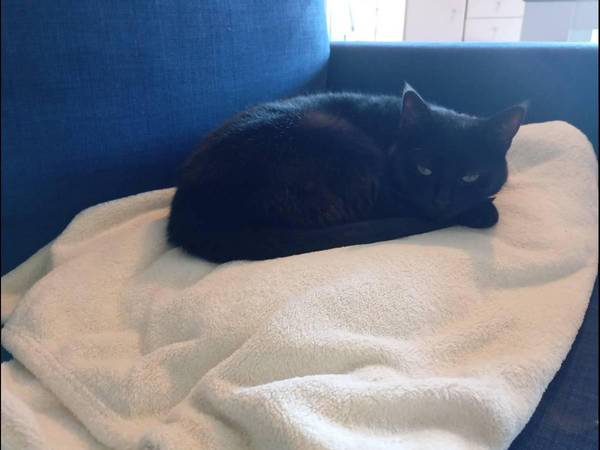 Sous-location / Appartement 3 pièces de 68 m², Rennes, Avenue Général George S. Patton / Photo 2