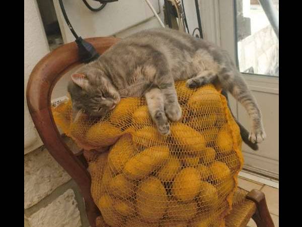 Sublet / 7-bedroom house · 135 m², Toulouse, Rue de Crimée / Photo 6