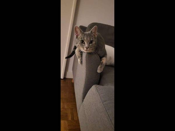 Colocation / Appartement 4 pièces de 100 m², Lyon, Rue de la Part-Dieu / Photo 10