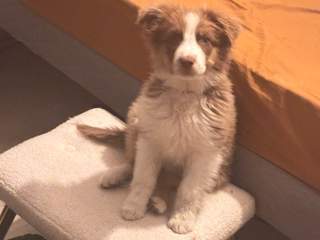 Chambre chez l'habitant, Appartement 6 pièces, Toulouse