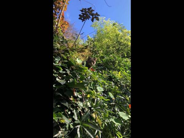 Sous-location / Maison 6 pièces de 200 m², Les Lilas / Photo 7