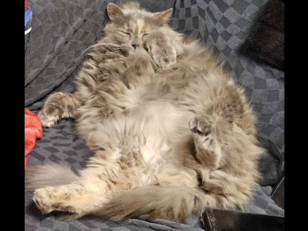 Flatsharing / 4-bedroom house · 70 m², Marseille, Boulevard Demandolx / Photo 6