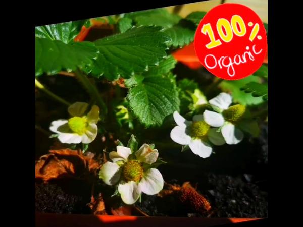 Colocation / Appartement 4 pièces de 92 m², Toulouse / Photo 14