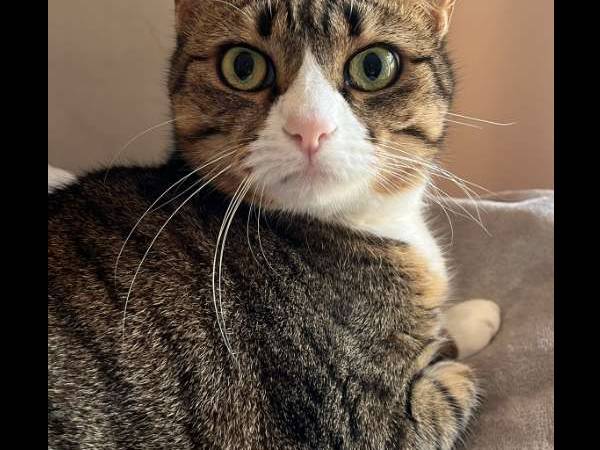 Colocation / Appartement 4 pièces de 96 m², Lyon / Photo 4