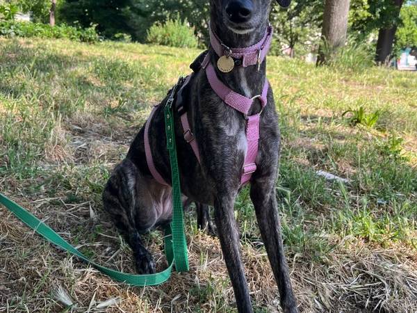 Sous-location / Appartement 4 pièces de 70 m², Marseille, Rue des Orgues / Photo 6