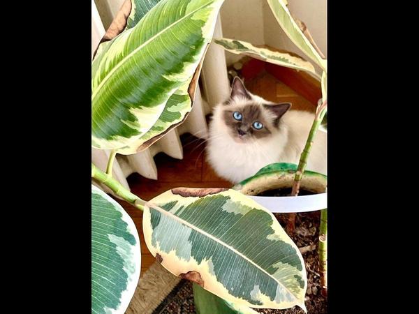 Coliving / Appartement 5 pièces de 135 m², Montpellier, Rue Foch / Photo 21