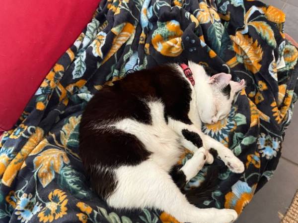 Sous-location / Maison 5 pièces de 85 m², Rennes / Photo 8