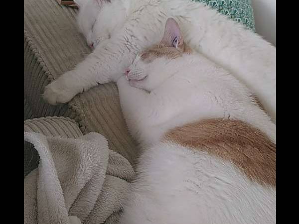 Colocation / Appartement 3 pièces de 62 m², Cenon, Avenue René Cassagne / Photo 14