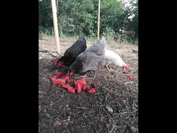 Colocation / Maison 10 pièces de 200 m², Caluire-et-Cuire, Chemin des Aubépins / Photo 9