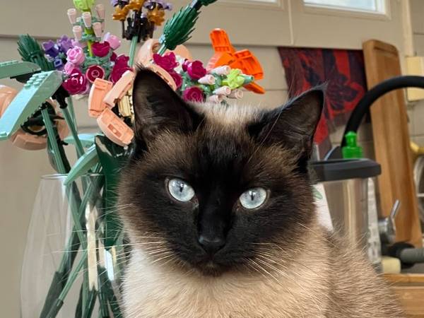 Colocation / Duplex 4 pièces de 65 m², Malakoff, Avenue Augustin Dumont / Photo 7