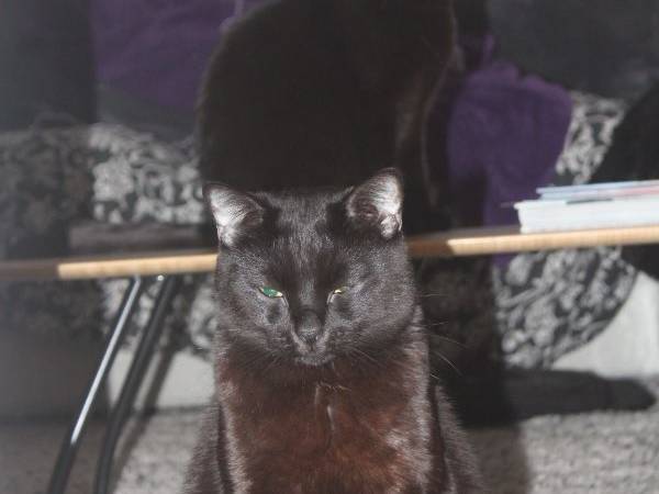 Colocation / Immeuble 3 pièces de 70 m², Saint-Ouen-sur-Seine, Rue de Clichy / Photo 6