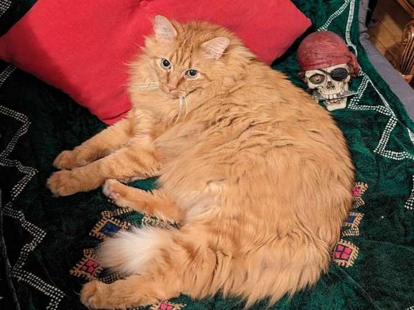 Sous-location / Appartement 3 pièces de 75 m², Clichy, Rue de Paris / Photo 9