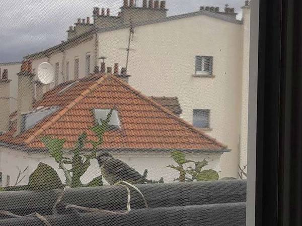 Sous-location / Appartement 2 pièces de 30 m², Saint-Denis, Rue Auguste Delaune / Photo 2