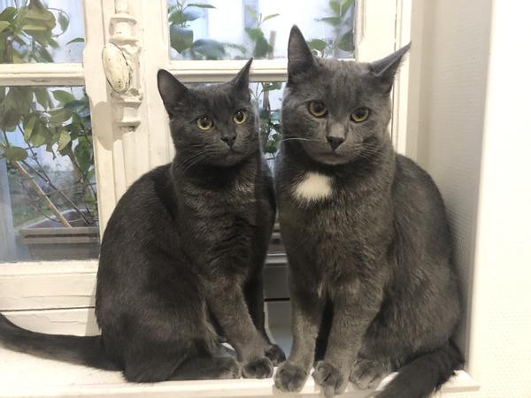 Chambre chez l'habitant / Maison 3 pièces de 68 m², Fontenay-sous-Bois, Rue Jules Massenet / Photo 11