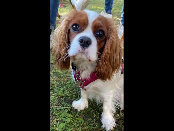 Colocation / Appartement 5 pièces de 98 m², Lyon, Rue Duroc / Photo 4