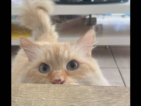 Colocation / Appartement 3 pièces de 56 m², Clamart, Avenue Victor Hugo / Photo 6