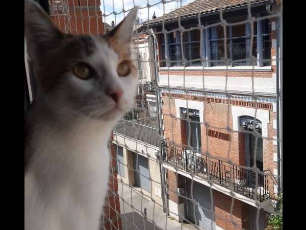 Colocation / Maison 8 pièces de 250 m², Toulouse, Rue Agathoise / Photo 6