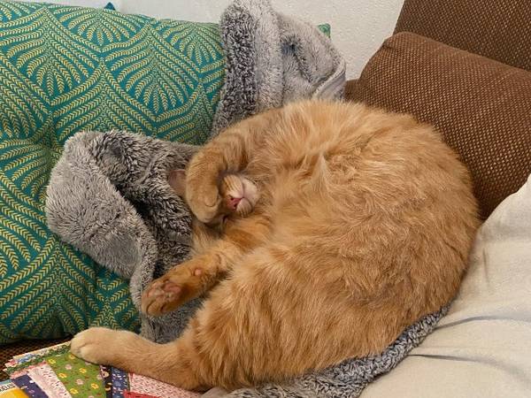 Sous-location / Appartement 5 pièces de 144 m², Toulouse, Avenue de Fronton / Photo 5