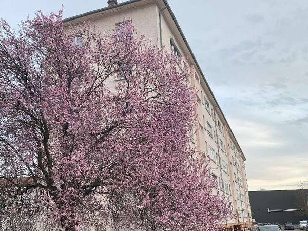 Colocation / Appartement 4 pièces de 67 m², Lingolsheim, Rue de Turin / Photo 7