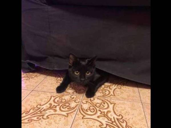 Colocation / Maison 6 pièces de 120 m², Bezons, Rue des Violettes / Photo 2