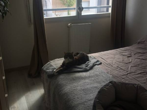 Colocation / Maison 4 pièces de 84 m², Quint-Fonsegrives, Impasse Maryse Bastié / Photo 5