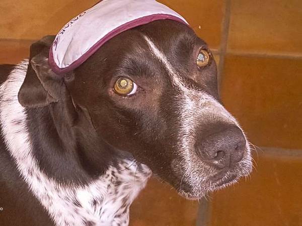 Coliving / Villa 9 pièces de 225 m², Marseille, Chemin de la Marteleine / Photo 2