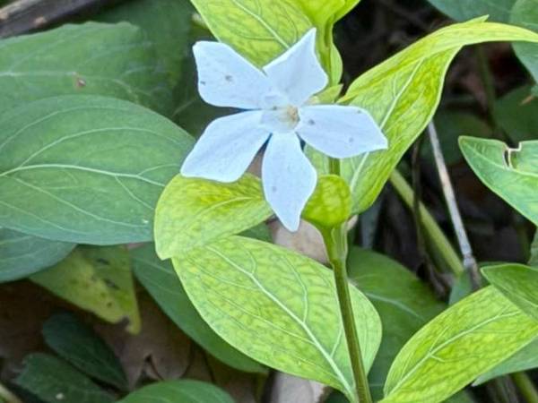 Chambre chez l'habitant / Appartement 3 pièces de 62 m², Lognes / Photo 20