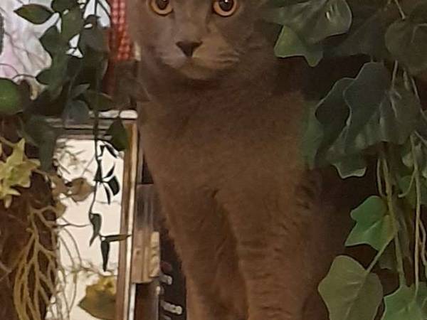 Chambre chez l'habitant / Appartement 1 pièce de 9 m², Strasbourg, Rue Adèle Riton / Photo 2