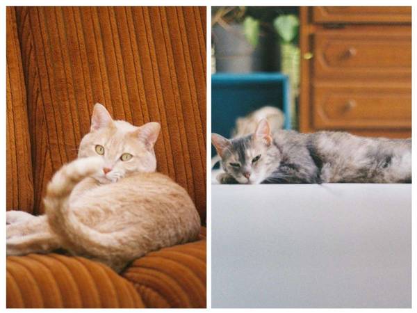 Sous-location / Maison 5 pièces de 120 m², Villeurbanne, Rue Georges Clémenceau / Photo 8