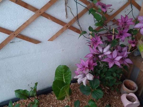 Flatsharing / 4-bedroom flat · 74 m², Annemasse, Rue du Parc / Photo 7