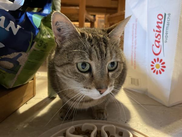 Colocation / Maison 10 pièces de 130 m², Neuilly-Plaisance, Avenue du Maréchal Foch / Photo 13