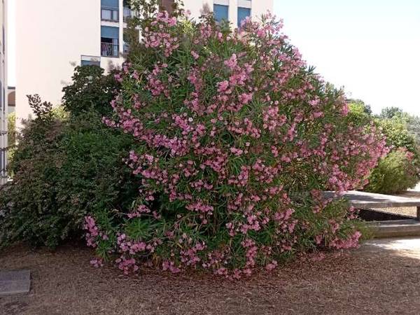 Colocation / Appartement 5 pièces de 85 m², Toulouse, Route de Seysses / Photo 2