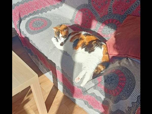 Chambre chez l'habitant / Appartement 3 pièces de 70 m², Toulouse, Impasse du Lieutenant Michel Welvert / Photo 10