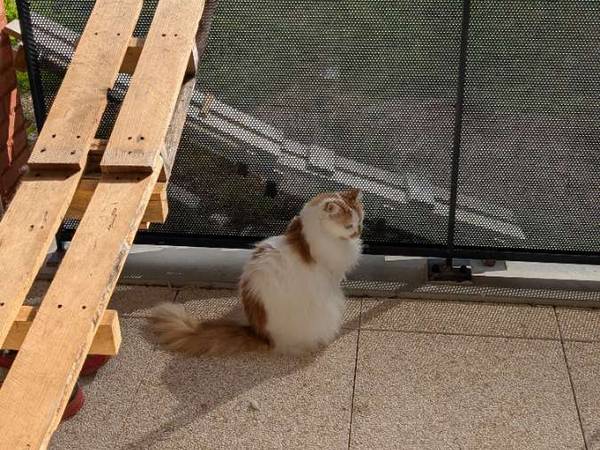 Sous-location / Appartement 3 pièces de 73 m², Toulouse, Allée des Gabares / Photo 9