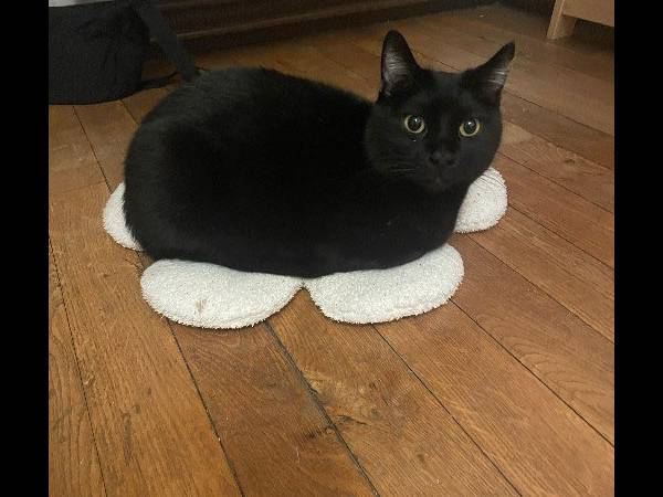 Sous-location / Appartement 5 pièces de 100 m², Lyon, Rue Bouteille / Photo 14