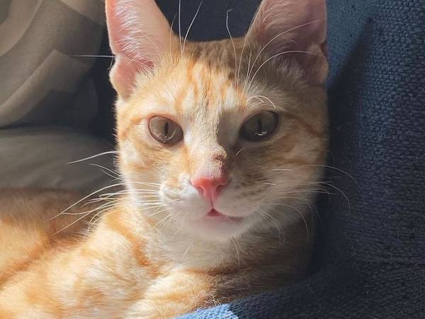 Colocation / Appartement 4 pièces de 65 m², Villejuif, Avenue de Paris / Photo 5