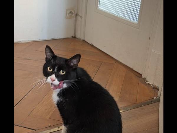 Colocation / Appartement 4 pièces de 95 m², Lyon, Rue du Colombier / Photo 12