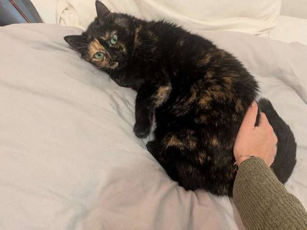 Colocation / Appartement 4 pièces de 100 m², Saint-Mandé, Rue Allard / Photo 12