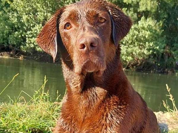 Colocation / Maison 5 pièces de 100 m², Toulouse, Allées Frédéric Mistral / Photo 2