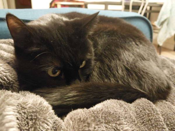 Colocation / Appartement 3 pièces de 65 m², Saint-Ouen-sur-Seine, Avenue Gabriel Péri / Photo 6